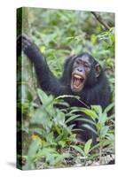 Africa, Uganda, Kibale Forest National Park. Chimpanzee vocalizing in forest.-Emily Wilson-Stretched Canvas