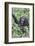 Africa, Uganda, Kibale Forest National Park. Chimpanzee vocalizing in forest.-Emily Wilson-Framed Photographic Print