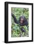 Africa, Uganda, Kibale Forest National Park. Chimpanzee vocalizing in forest.-Emily Wilson-Framed Photographic Print