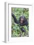 Africa, Uganda, Kibale Forest National Park. Chimpanzee vocalizing in forest.-Emily Wilson-Framed Photographic Print