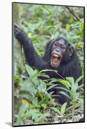Africa, Uganda, Kibale Forest National Park. Chimpanzee vocalizing in forest.-Emily Wilson-Mounted Photographic Print
