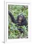 Africa, Uganda, Kibale Forest National Park. Chimpanzee vocalizing in forest.-Emily Wilson-Framed Premium Photographic Print