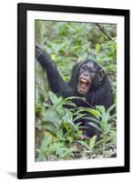 Africa, Uganda, Kibale Forest National Park. Chimpanzee vocalizing in forest.-Emily Wilson-Framed Premium Photographic Print