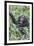 Africa, Uganda, Kibale Forest National Park. Chimpanzee vocalizing in forest.-Emily Wilson-Framed Premium Photographic Print