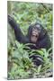 Africa, Uganda, Kibale Forest National Park. Chimpanzee vocalizing in forest.-Emily Wilson-Mounted Premium Photographic Print