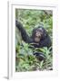 Africa, Uganda, Kibale Forest National Park. Chimpanzee vocalizing in forest.-Emily Wilson-Framed Photographic Print