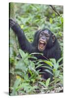 Africa, Uganda, Kibale Forest National Park. Chimpanzee vocalizing in forest.-Emily Wilson-Stretched Canvas