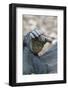 Africa, Uganda, Kibale Forest National Park. Foot of a Chimpanzee.-Emily Wilson-Framed Photographic Print