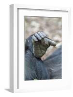 Africa, Uganda, Kibale Forest National Park. Foot of a Chimpanzee.-Emily Wilson-Framed Photographic Print