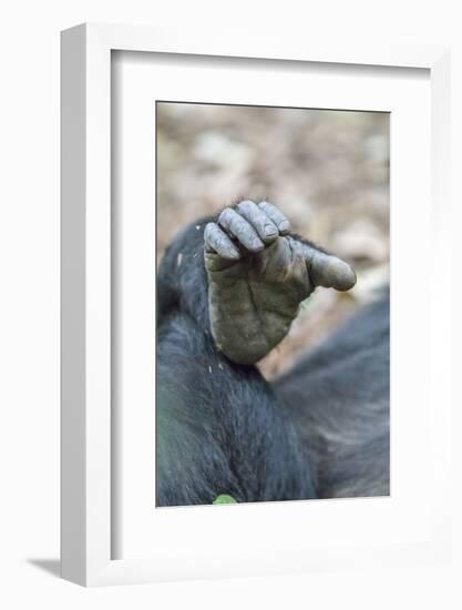 Africa, Uganda, Kibale Forest National Park. Foot of a Chimpanzee.-Emily Wilson-Framed Photographic Print