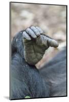 Africa, Uganda, Kibale Forest National Park. Foot of a Chimpanzee.-Emily Wilson-Mounted Photographic Print