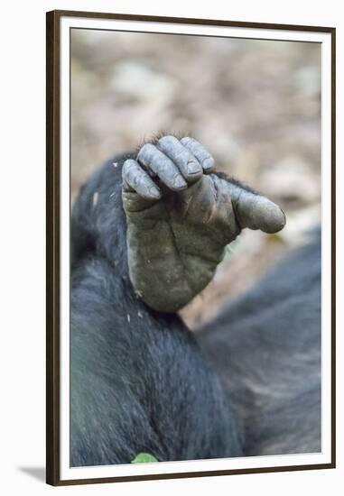 Africa, Uganda, Kibale Forest National Park. Foot of a Chimpanzee.-Emily Wilson-Framed Premium Photographic Print