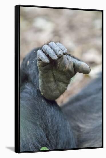 Africa, Uganda, Kibale Forest National Park. Foot of a Chimpanzee.-Emily Wilson-Framed Stretched Canvas