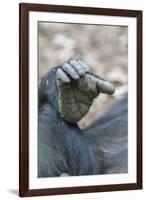 Africa, Uganda, Kibale Forest National Park. Foot of a Chimpanzee.-Emily Wilson-Framed Premium Photographic Print