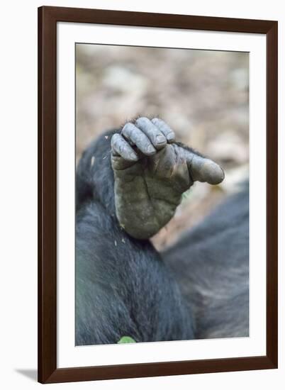 Africa, Uganda, Kibale Forest National Park. Foot of a Chimpanzee.-Emily Wilson-Framed Premium Photographic Print