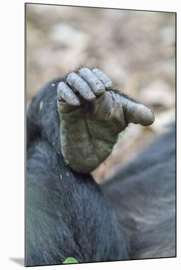 Africa, Uganda, Kibale Forest National Park. Foot of a Chimpanzee.-Emily Wilson-Mounted Premium Photographic Print