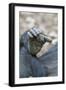 Africa, Uganda, Kibale Forest National Park. Foot of a Chimpanzee.-Emily Wilson-Framed Photographic Print
