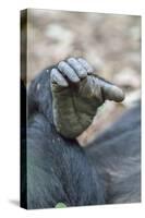 Africa, Uganda, Kibale Forest National Park. Foot of a Chimpanzee.-Emily Wilson-Stretched Canvas