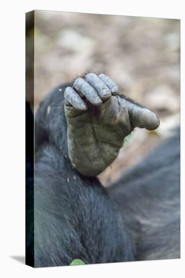 Africa, Uganda, Kibale Forest National Park. Foot of a Chimpanzee.-Emily Wilson-Stretched Canvas