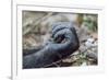 Africa, Uganda, Kibale Forest National Park. Hand of a Chimpanzee.-Emily Wilson-Framed Premium Photographic Print