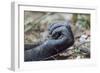 Africa, Uganda, Kibale Forest National Park. Hand of a Chimpanzee.-Emily Wilson-Framed Photographic Print