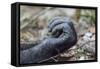 Africa, Uganda, Kibale Forest National Park. Hand of a Chimpanzee.-Emily Wilson-Framed Stretched Canvas