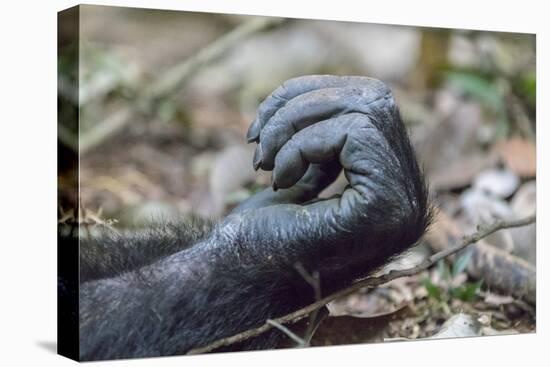 Africa, Uganda, Kibale Forest National Park. Hand of a Chimpanzee.-Emily Wilson-Stretched Canvas