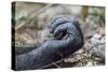 Africa, Uganda, Kibale Forest National Park. Hand of a Chimpanzee.-Emily Wilson-Stretched Canvas