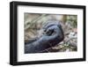 Africa, Uganda, Kibale Forest National Park. Hand of a Chimpanzee.-Emily Wilson-Framed Photographic Print