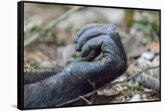 Africa, Uganda, Kibale Forest National Park. Hand of a Chimpanzee.-Emily Wilson-Framed Stretched Canvas