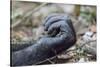 Africa, Uganda, Kibale Forest National Park. Hand of a Chimpanzee.-Emily Wilson-Stretched Canvas