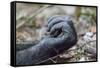 Africa, Uganda, Kibale Forest National Park. Hand of a Chimpanzee.-Emily Wilson-Framed Stretched Canvas