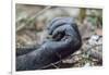 Africa, Uganda, Kibale Forest National Park. Hand of a Chimpanzee.-Emily Wilson-Framed Photographic Print