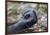 Africa, Uganda, Kibale Forest National Park. Hand of a Chimpanzee.-Emily Wilson-Framed Photographic Print