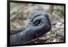 Africa, Uganda, Kibale Forest National Park. Hand of a Chimpanzee.-Emily Wilson-Framed Photographic Print