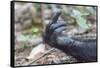 Africa, Uganda, Kibale Forest National Park. Hand of a Chimpanzee.-Emily Wilson-Framed Stretched Canvas