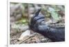 Africa, Uganda, Kibale Forest National Park. Hand of a Chimpanzee.-Emily Wilson-Framed Photographic Print