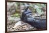 Africa, Uganda, Kibale Forest National Park. Hand of a Chimpanzee.-Emily Wilson-Framed Photographic Print