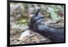 Africa, Uganda, Kibale Forest National Park. Hand of a Chimpanzee.-Emily Wilson-Framed Photographic Print