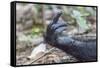 Africa, Uganda, Kibale Forest National Park. Hand of a Chimpanzee.-Emily Wilson-Framed Stretched Canvas