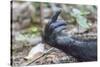 Africa, Uganda, Kibale Forest National Park. Hand of a Chimpanzee.-Emily Wilson-Stretched Canvas