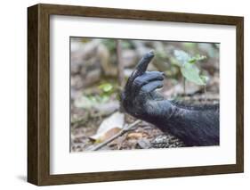 Africa, Uganda, Kibale Forest National Park. Hand of a Chimpanzee.-Emily Wilson-Framed Photographic Print