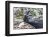 Africa, Uganda, Kibale Forest National Park. Hand of a Chimpanzee.-Emily Wilson-Framed Photographic Print