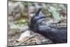 Africa, Uganda, Kibale Forest National Park. Hand of a Chimpanzee.-Emily Wilson-Mounted Photographic Print