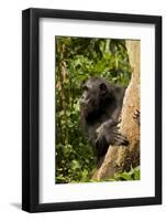 Africa, Uganda, Kibale National Park. A female chimpanzee eats dead wood.-Kristin Mosher-Framed Photographic Print