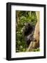 Africa, Uganda, Kibale National Park. A female chimpanzee eats dead wood.-Kristin Mosher-Framed Photographic Print