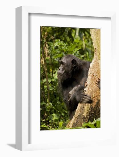 Africa, Uganda, Kibale National Park. A female chimpanzee eats dead wood.-Kristin Mosher-Framed Photographic Print
