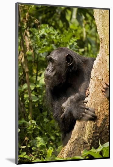 Africa, Uganda, Kibale National Park. A female chimpanzee eats dead wood.-Kristin Mosher-Mounted Photographic Print