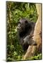 Africa, Uganda, Kibale National Park. A female chimpanzee eats dead wood.-Kristin Mosher-Mounted Photographic Print