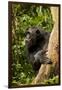 Africa, Uganda, Kibale National Park. A female chimpanzee eats dead wood.-Kristin Mosher-Framed Premium Photographic Print